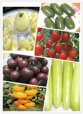 水果番茄_有機農產品_上海西沙一號生態園