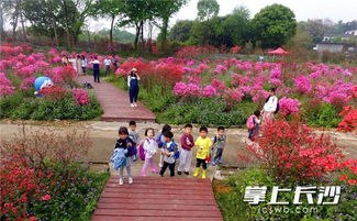 美不勝收 長(zhǎng)沙園林生態(tài)園萬株杜鵑盛開