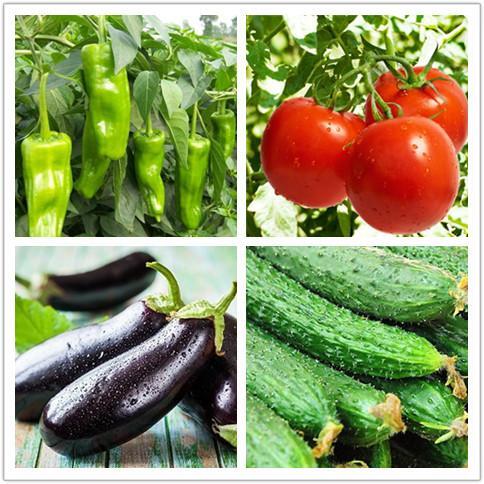 去平涼永紅生態園采摘有機蔬菜,把健康帶回家