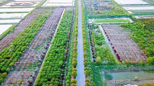 官方賞花攻略發(fā)布 荊州8條春季賞花精品線路，生態(tài)園美景盡收眼底