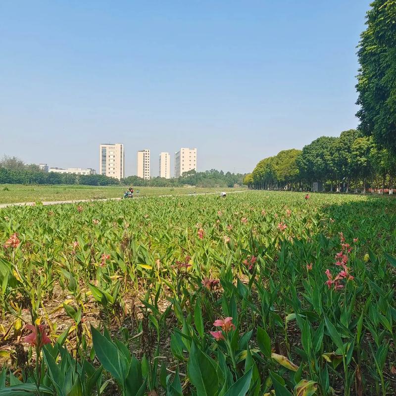 東莞生態園 都市綠肺，自然與科技交融的休閑勝地