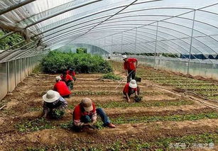 飛躍濟(jì)南 瞰成就 | 農(nóng)業(yè)篇之六 桃花源農(nóng)業(yè)生態(tài)園 繪就都市近郊生態(tài)農(nóng)業(yè)新畫卷